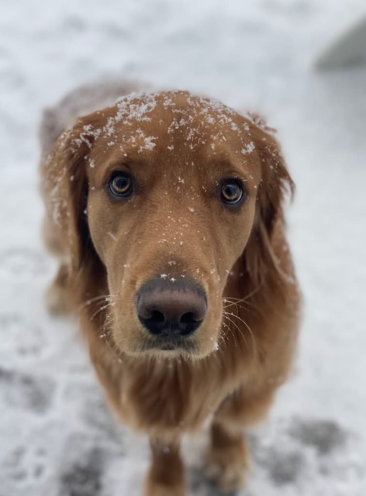 Rosco, a golden retriever service dog, looking up at the camera with snow on his fur