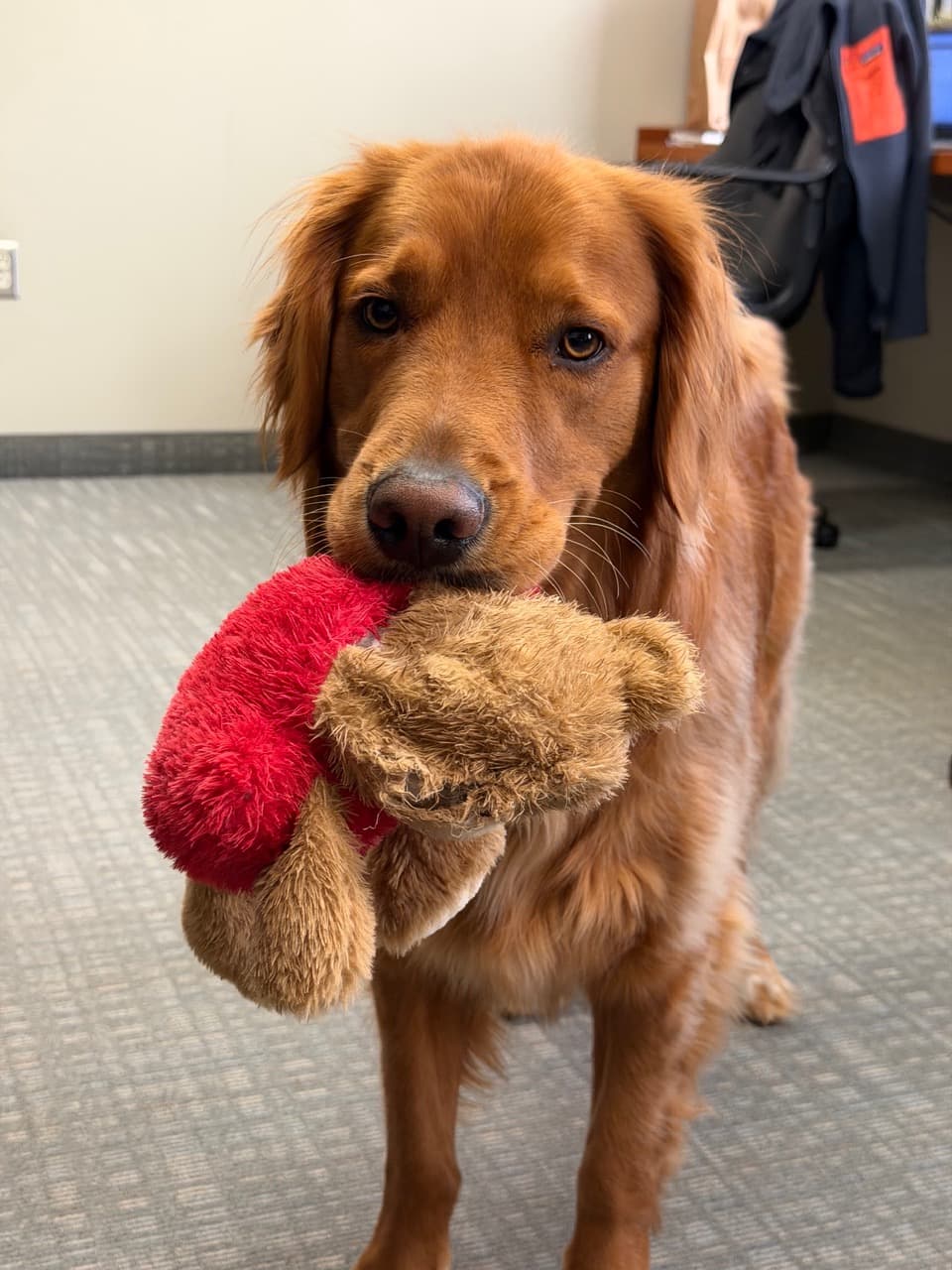 Rosco holding a small stuffed toy in his mouth