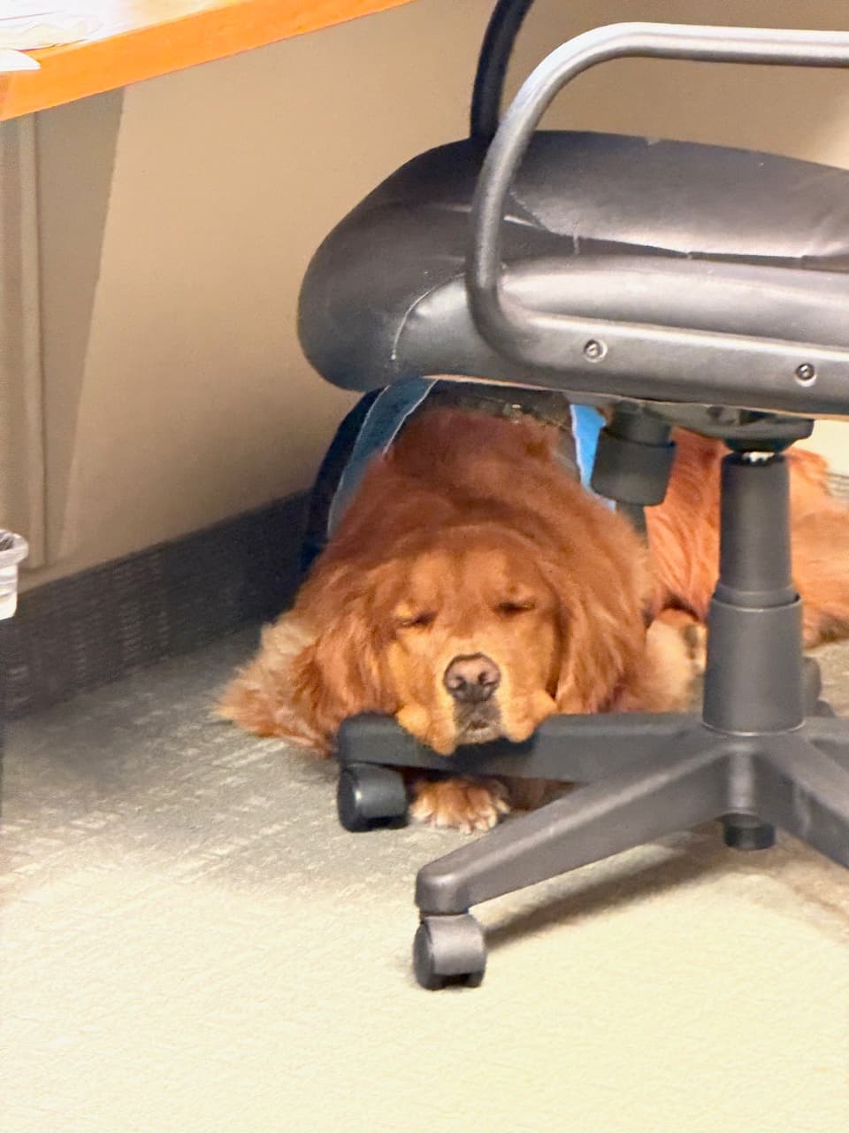 Rosco resting under an office chair while wearing his service dog vest